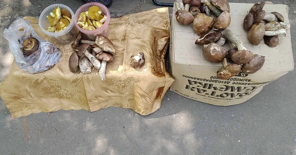 Обычно грибы во Владимирской области появляются только в июне