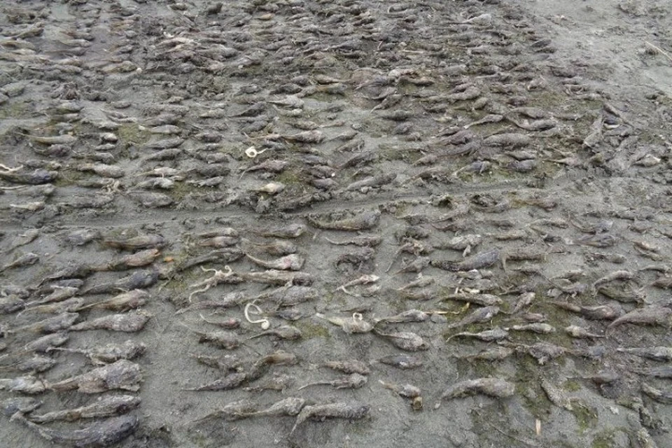 Версия: более 500 рыб и раков могли погибнуть из-за водорослей на Байкале. Фото: пресс-служба управления Россельхознадзора Иркутской области и Бурятии.