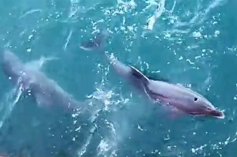 Дельфины резвились прямо у бортов корабля. Фото: скриншот из видео