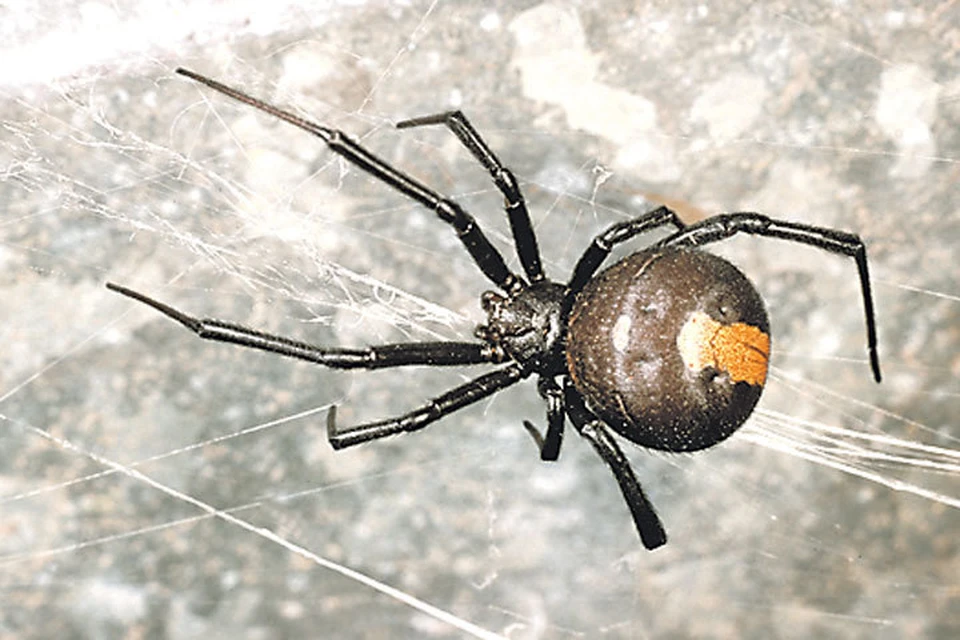 В Подмосковье из-за глобального потепления началось нашествие ядовитых пауков