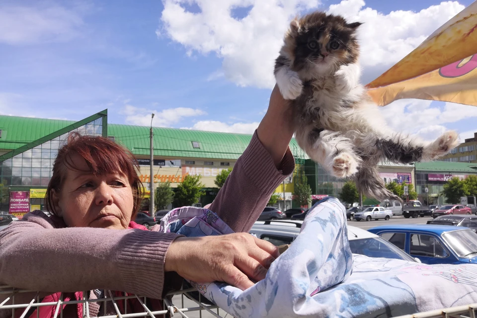 Продавщица уверяет, что содержит котенка в чистоте и гигиене. Но в одной клетке с ним сидят котята, которые живут на улице у соседа.