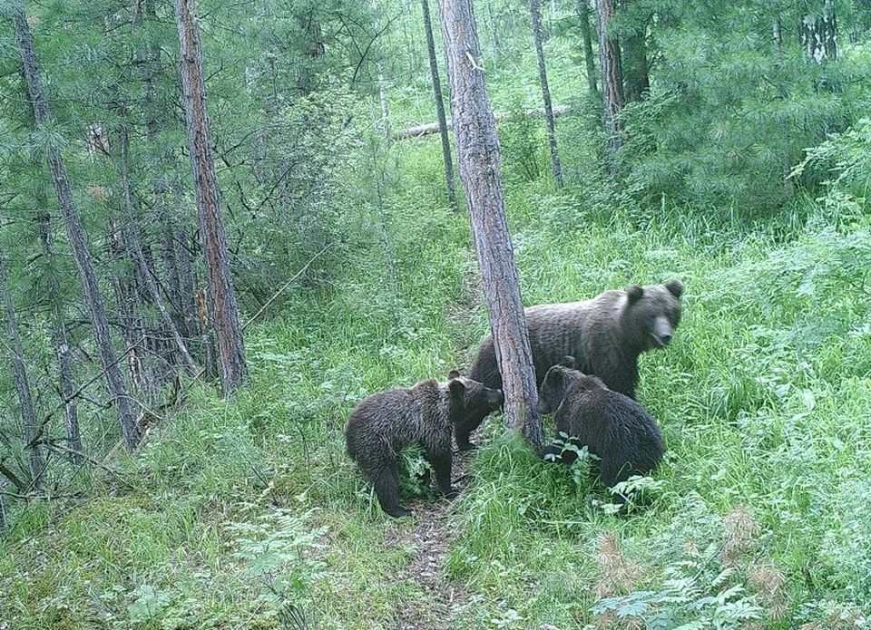 Обычно медведи проводят с мамкой один-два года и уходят во взрослую жизнь.