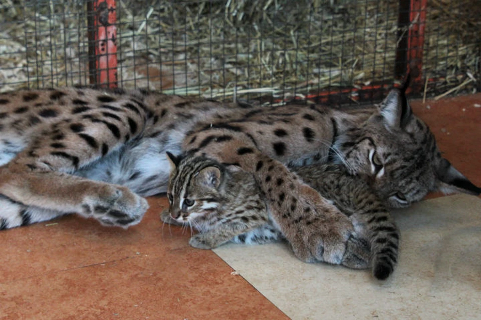 Мать-героиня из зоопарка: рысь Алена усыновила амурских котят