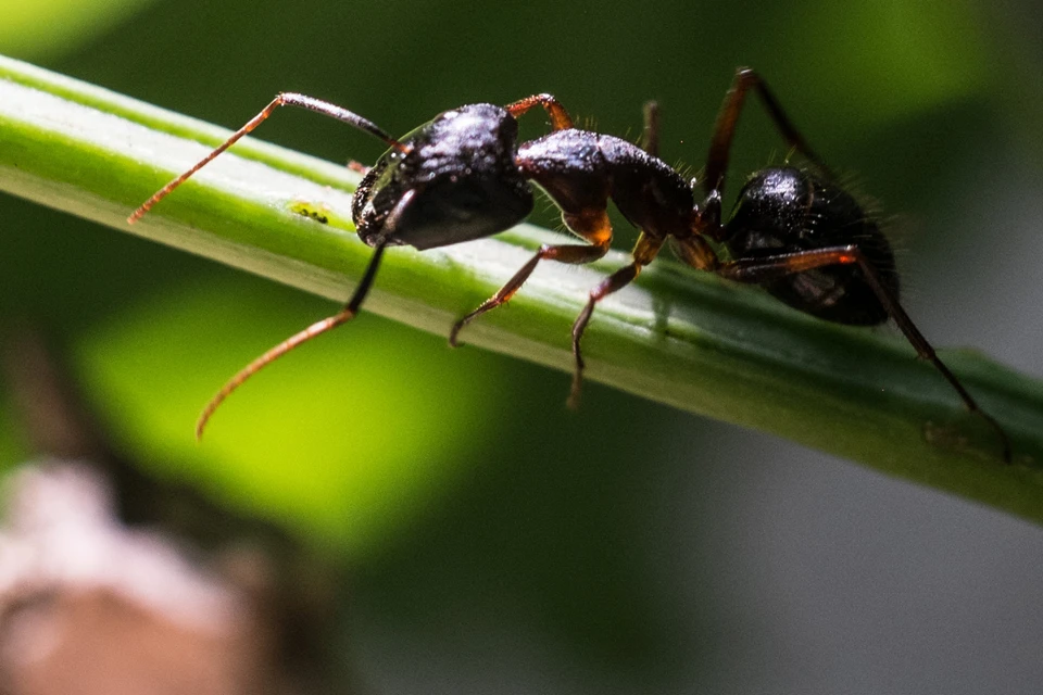 Уже через неделю массовый лет муравьев пойдёт на спад.