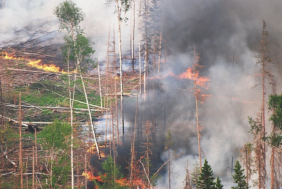 На территории Красноярского края горит почти 700 тысяч гектаров леса Фото: Виктор ЧАВАЙН