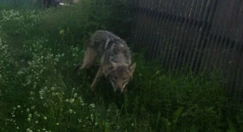 На фото: 14 июля 2018 года в центре поселка Ёдва вышел волк. Местные сфотографировали хищника. Снимок - Удора Онлайн
