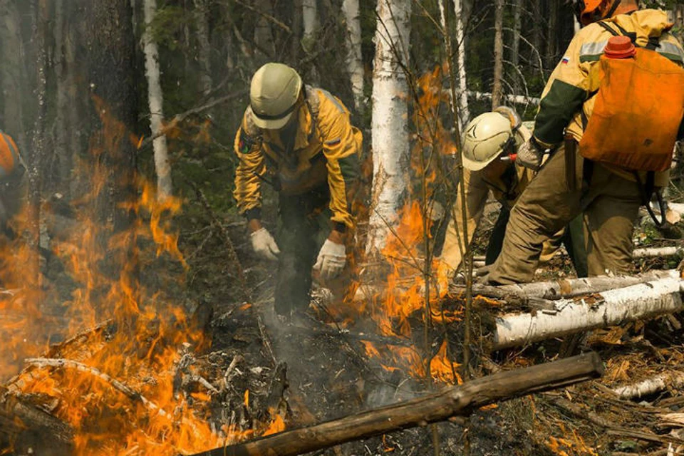 Генпрокуратура: на местах лесных пожаров в Иркутской области обнаружили незаконные рубки. Фото: пресс-служба Авиалесоохраны.
