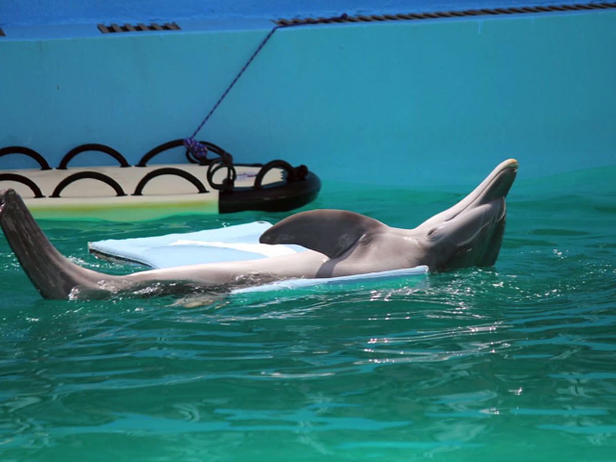 Дельфин насилует пловчиху