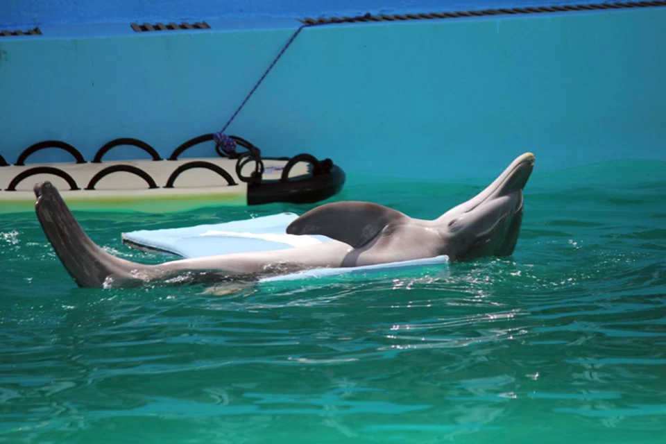 Половая жизнь самок дельфинов счастливее, чем у женщин. В среднем, конечно.
