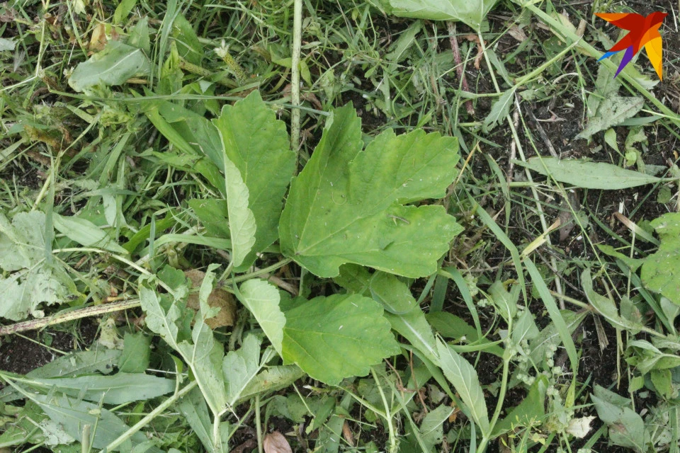 Этот довольно молодой лист борщевика, найденный в ландшафтном парке "Тьмака".