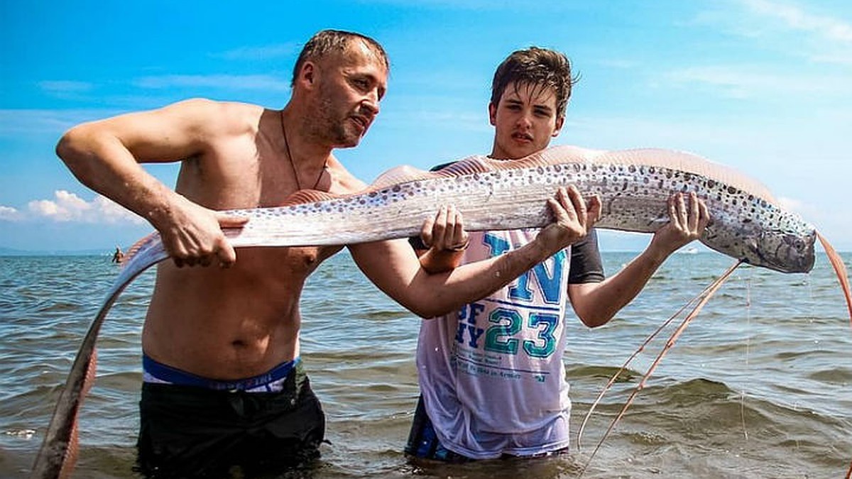 «Увидеть сельдяного короля - это как встретить снежного человека»:  предвестник цунами, приплывший к берегам Приморского края, изменил историю  - KP.RU