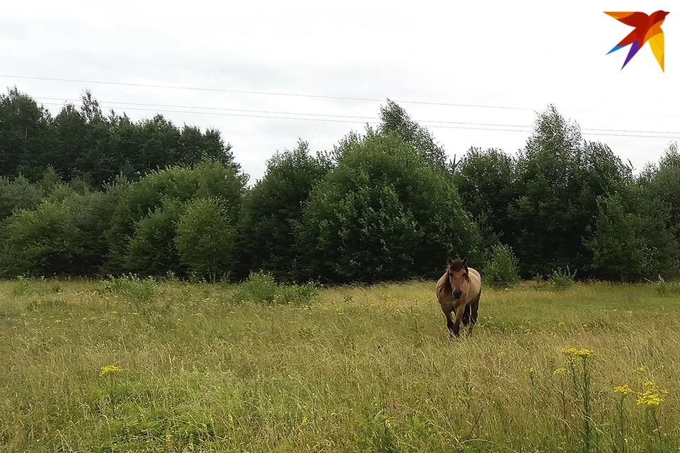 В Столинском районе лошадь умерла от сибирской язвы.