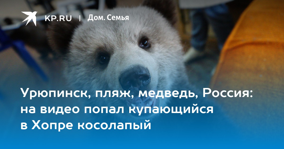 Медведь лишил ее жизни. Медведь Приморье. Медведь в Урюпинске. Медведи на пляже в Перми. Фото мишки Урюпинск.