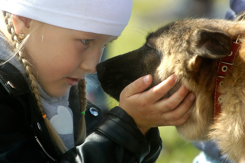 На семейном фестивале бездомных животных "ЛапкиFEST" в Екатеринбурге.