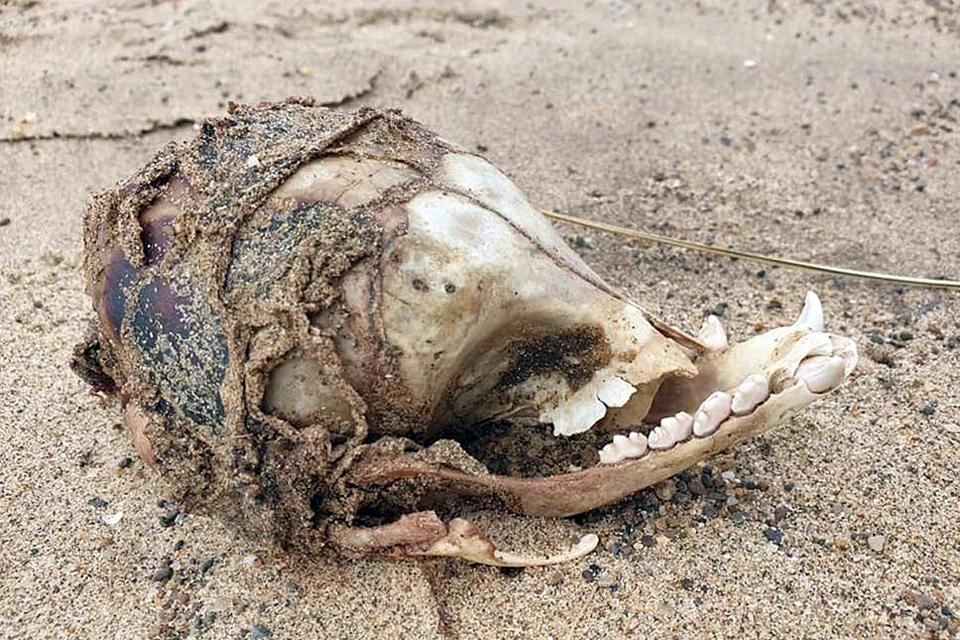 Специалисты лондонской ветеринарной клиники предположили, что это кости собаки брахицефальной породы