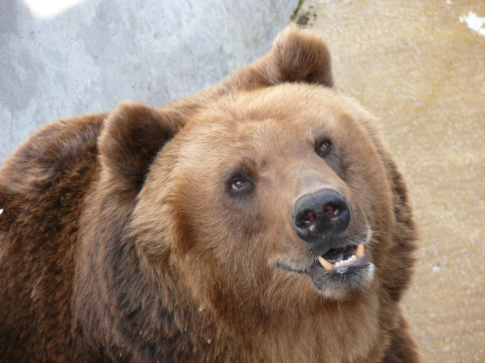 Бурых медведей в прикамских лесах стало больше.