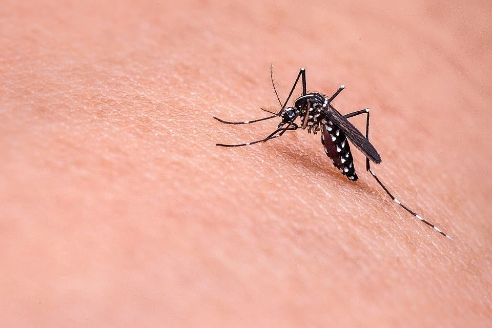 Фото Виды комаров, более 97 качественных бесплатных стоковых фото