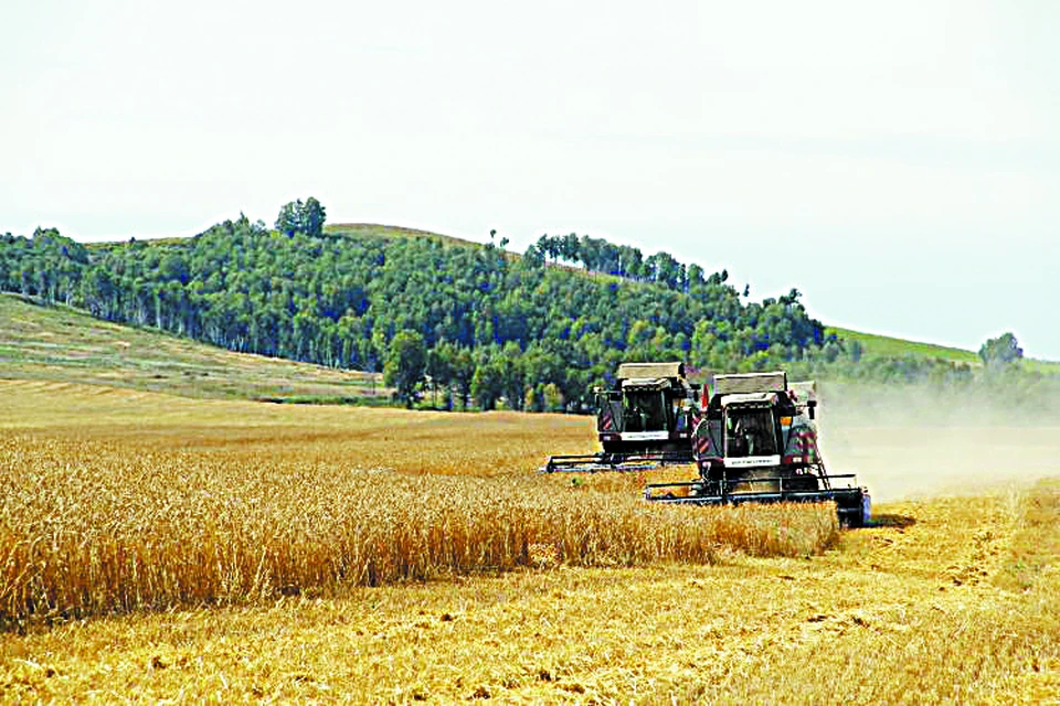Как Каратузское ДРСУ стало успешным сельхозпредприятием Фото: предоставлено Каратузским ДРСУ