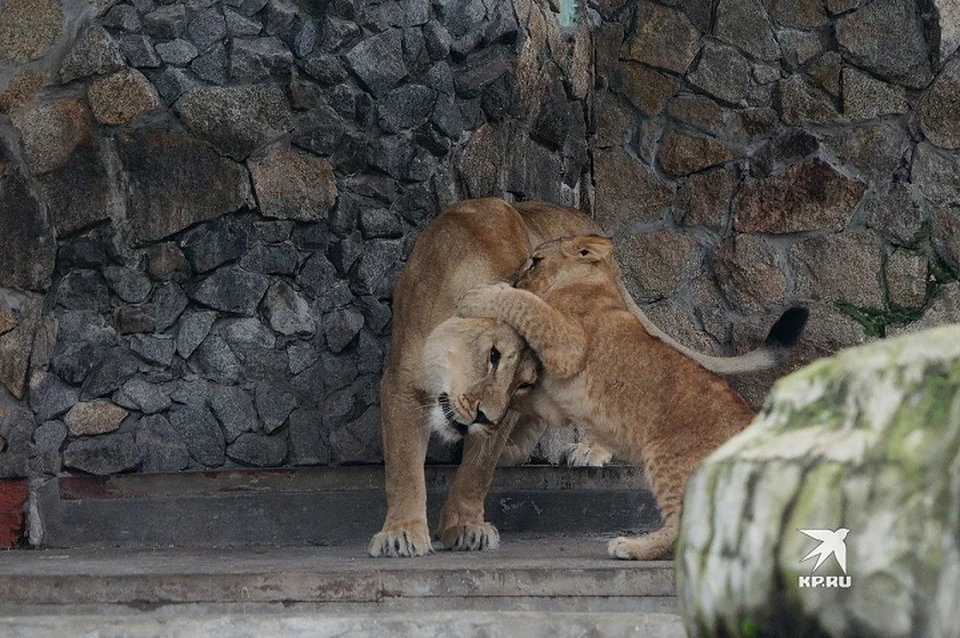Львёнок Мира играет с мамой