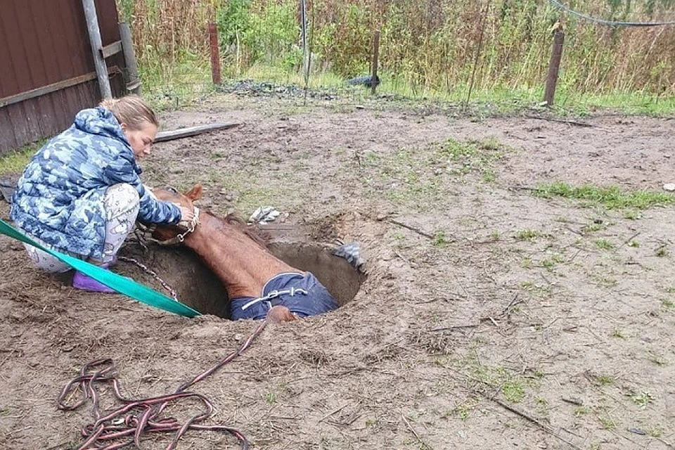Упавшую в канализационный люк в Петербурге лошадь доставали с помощью автокрана