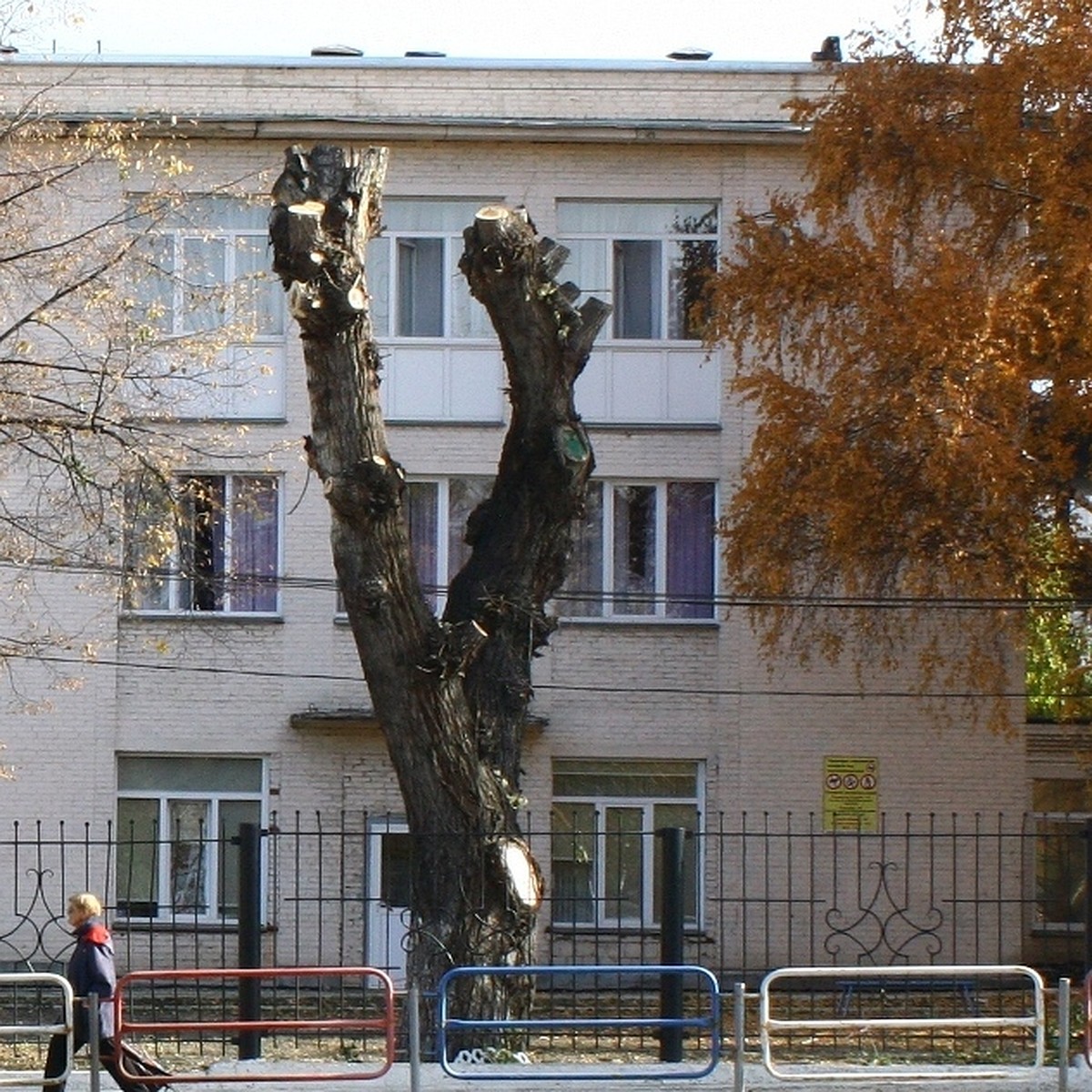 В Челябинске под ноль обкорнали дерево градоначальника Бейвеля - KP.RU