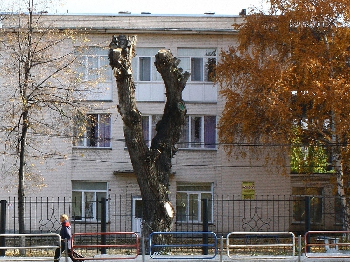 В Челябинске под ноль обкорнали дерево градоначальника Бейвеля - KP.RU