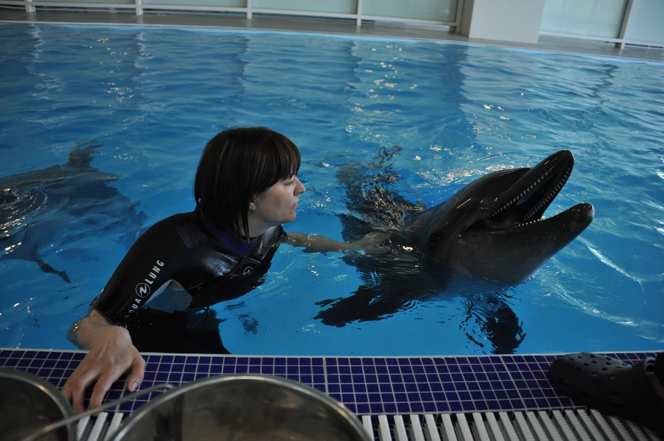 Дельфинарии есть во многих городах. Но ближайшие - в тысяче километров от Волгограда.