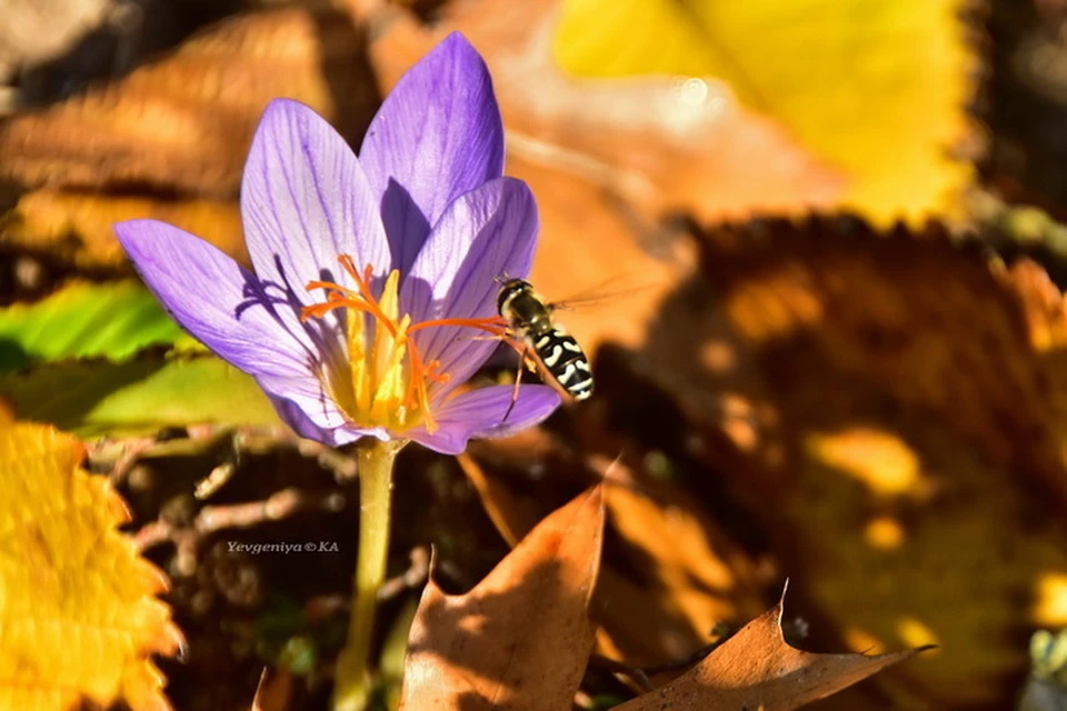 Крокусам в октябре рады не только дончане, но и насекомые. Фото: Евгении Карпачевой