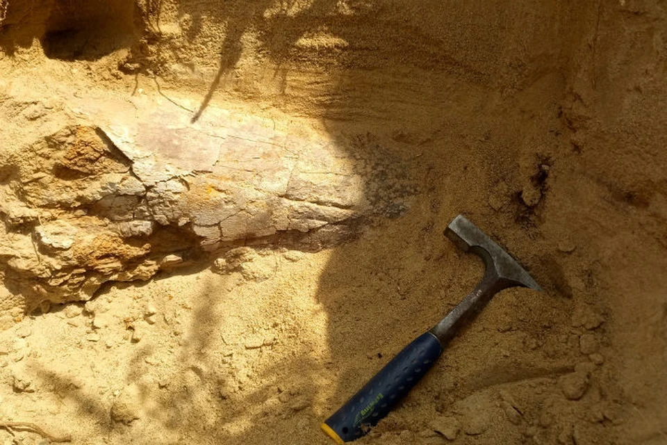 Кость редкого динозавра, жившего 120 миллионов лет назад, нашел иркутский ученый. Фото: из архива Александра Сизых.