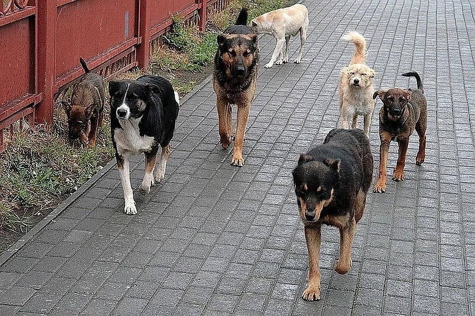 Стаи собак бродят по улицам города.
