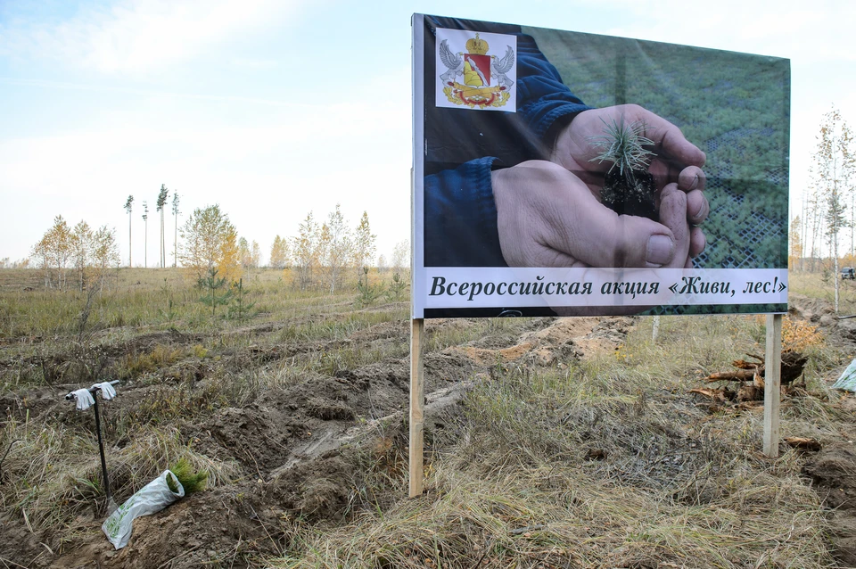 На Кожевенном кордоне в рамках Всероссийской акции посадили сосны.