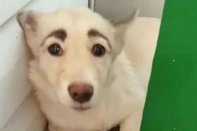Лучше, чем у любой современной девушки: собака с бровями из Братска покорила интернет