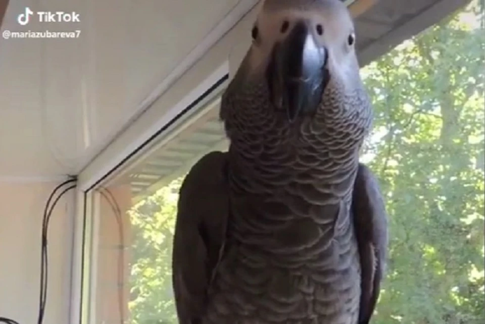 Говорящий попугая удивил своими способностями