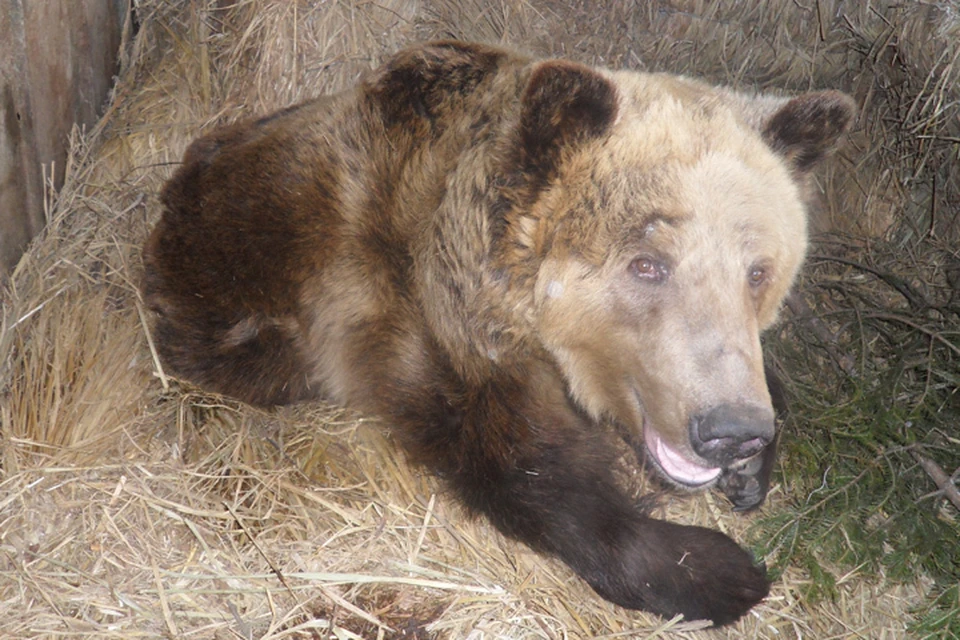 Медведь-убийца до сих пор не найден: косолапый шатун держит в страхе жителей таежного поселка на севере Иркутской области