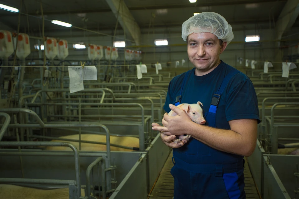 ГК «АГРОЭКО» создала инновационный животноводческий кластер мирового уровня, способный полностью обеспечить свининой туляков.