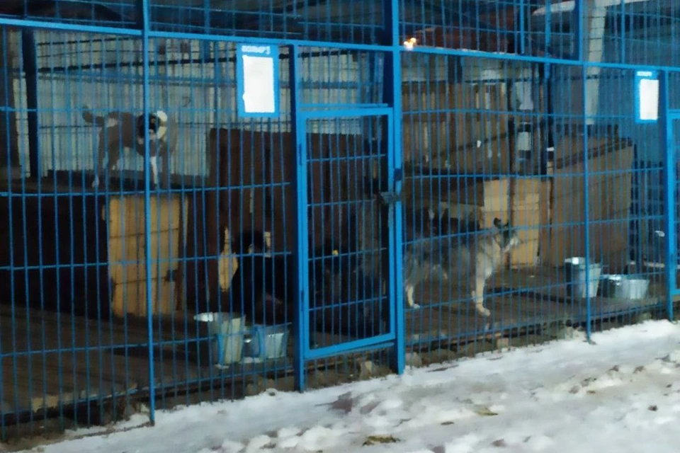 В приюте на Соликамской собака содержатся в вольерах.