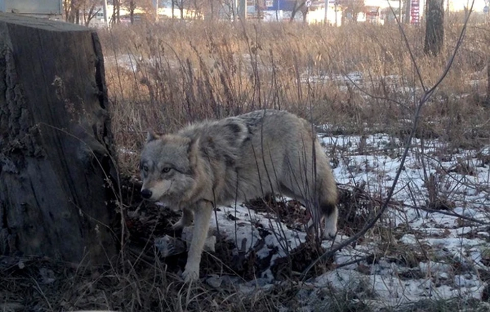 Волк км час. Волки в Самарской области. Волк в городе.