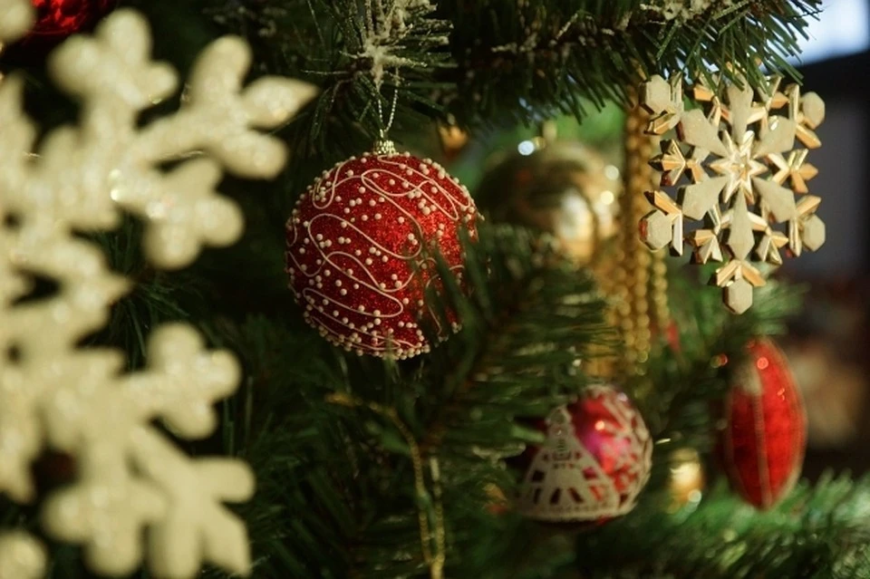Специалисты Роспотребнадзора рассказали, как правильно выбрать елку к Новому году