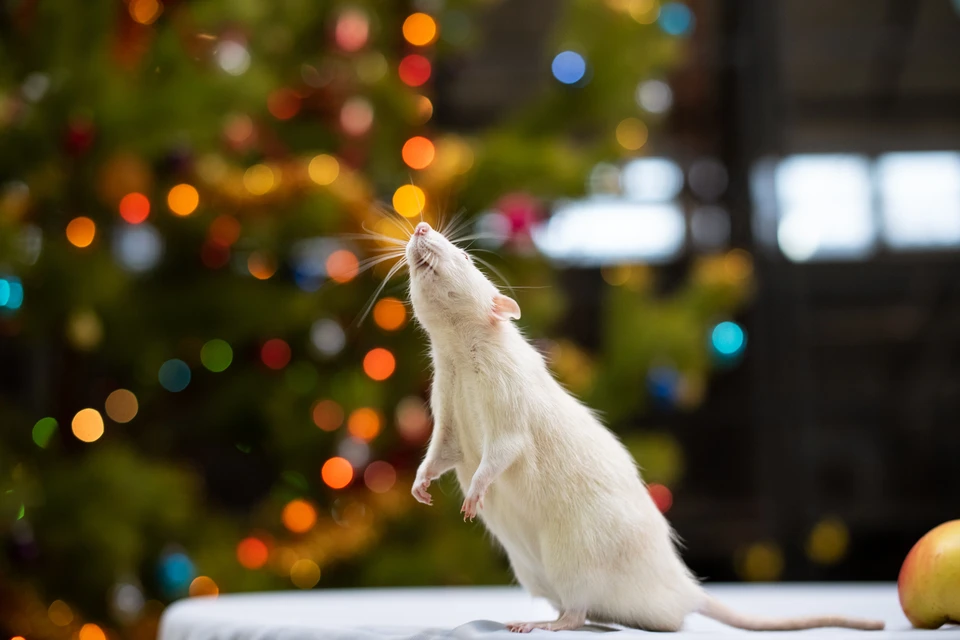 Крысы - умные и осторожные создания