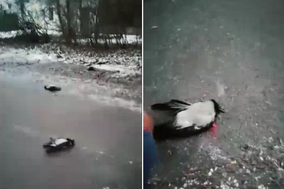 В Калининском районе неизвестные расстреляли ворон. Фото: vk.com/unreleased_dtp