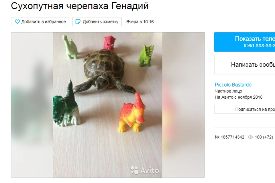 Предложение по продаже черепахи
