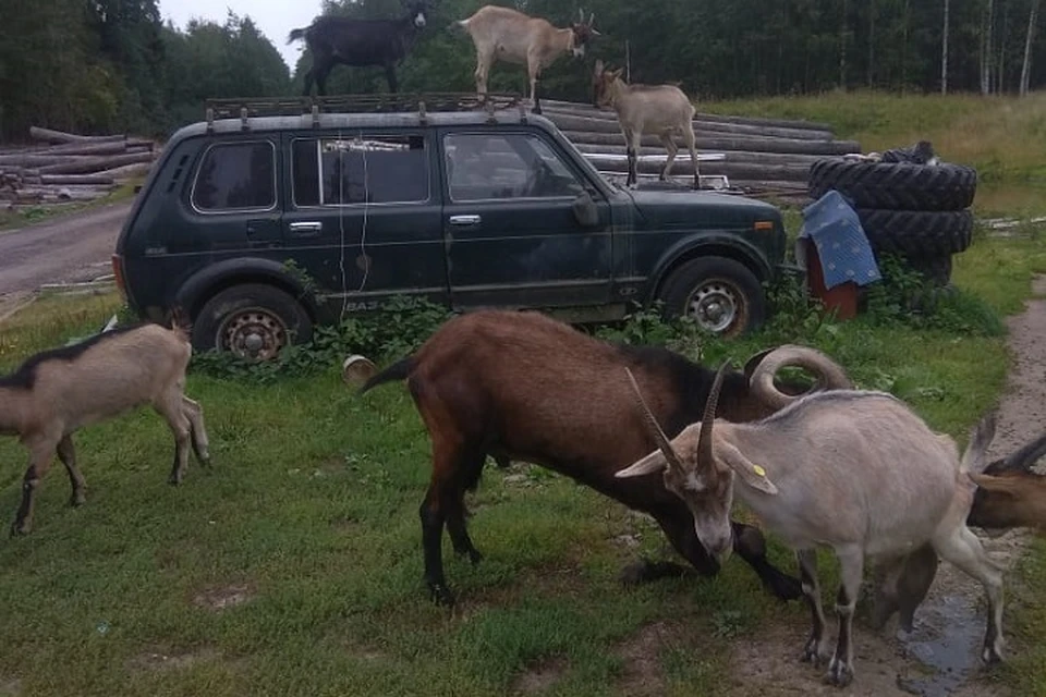В Ленобласти ищут двух козочек и козла, которые безвестно пропали в начале января. Фото: vk.com/spb_today