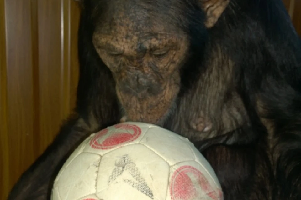 Рада мячам и машинкам: зоопарк Иркутска просит приносить игрушки для шимпанзе Леи. Фото: Дом природы Иркутска