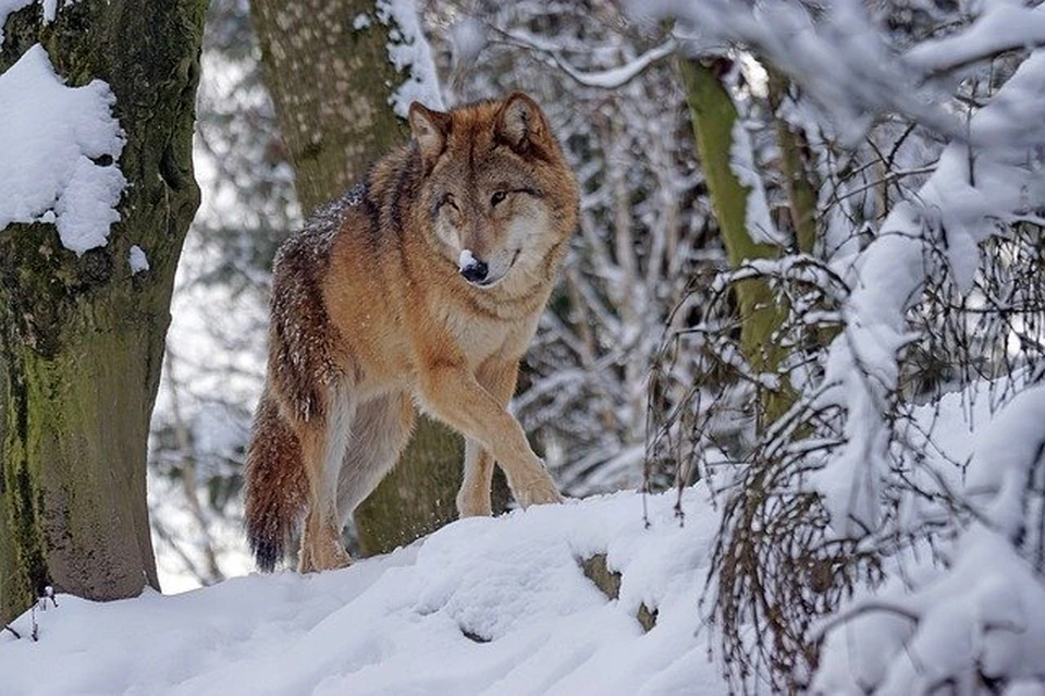 Фото: pixabay.com