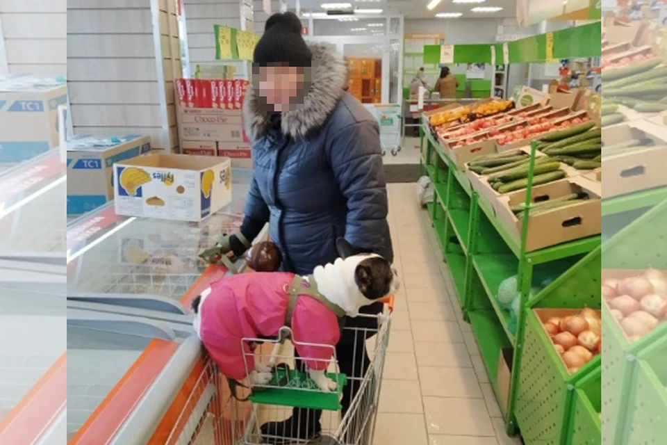 Собак возят в продуктовых тележках в супермаркете Магнитогорска. Фото: vk.com/magnitkacity