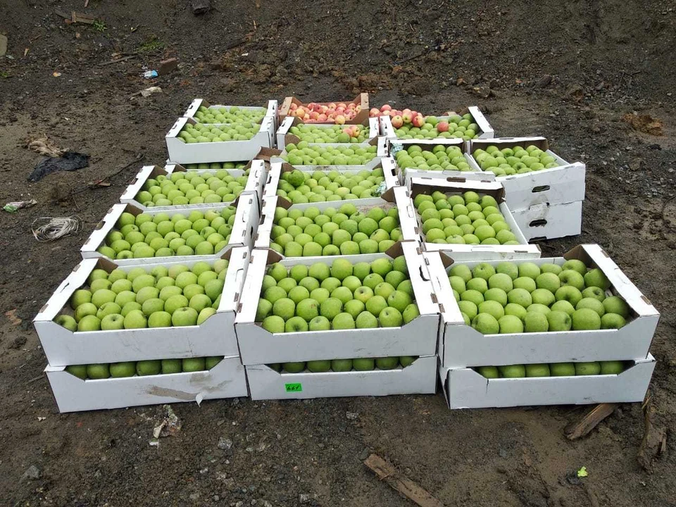 Запрещенная к ввозу в Россию плодоовощная продукция подлежит изъятию и уничтожению.