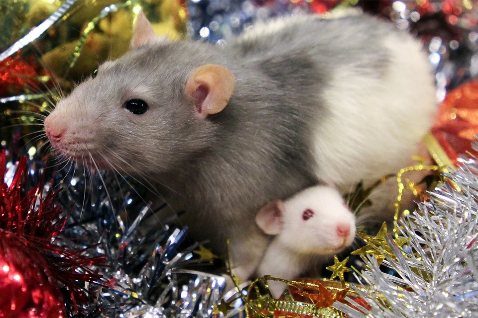 На этот Новый год многие дарили друг другу живых крыс.