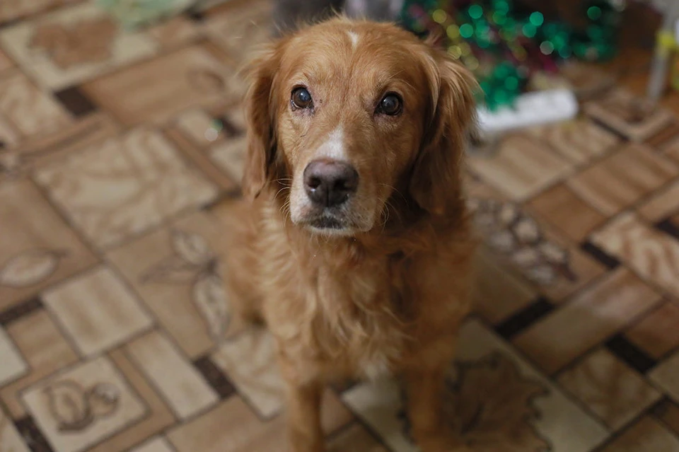 Абрикоса замерзшим и голодным обнаружили в Красноярске на берегу Енисея волонтеры приюта для собак «Алькин Дом»