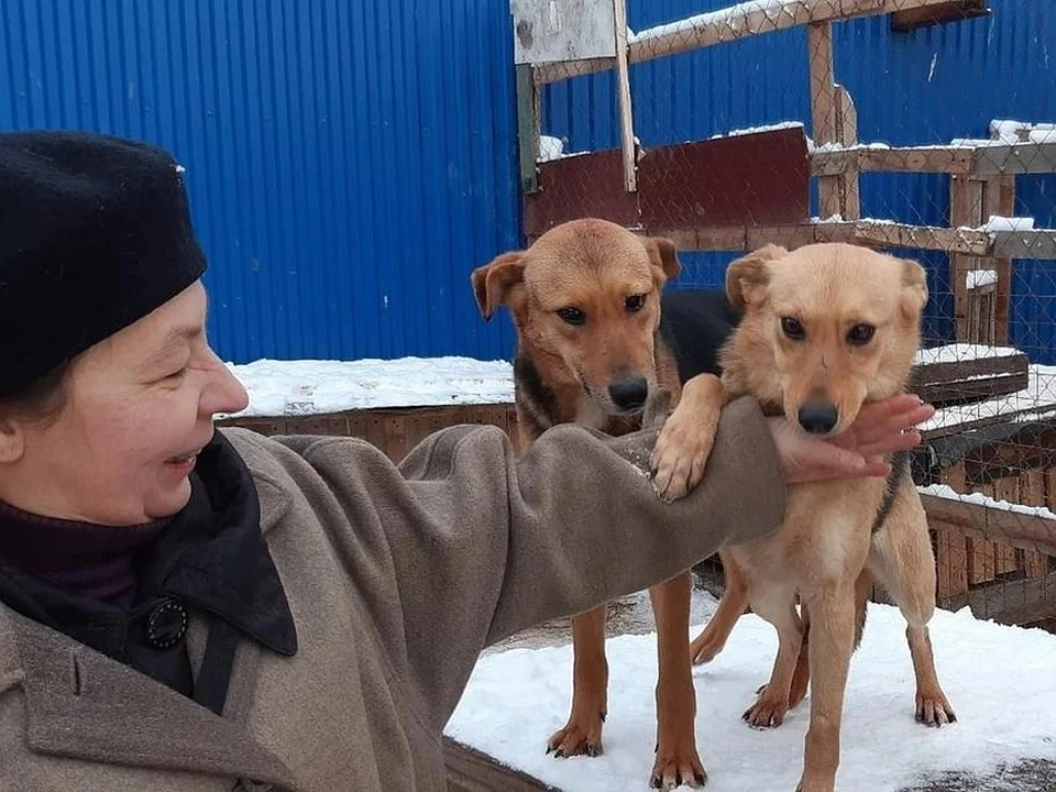 Собаки в «Дорстрое» ждут новых хозяев. Фото Антона Киселева
