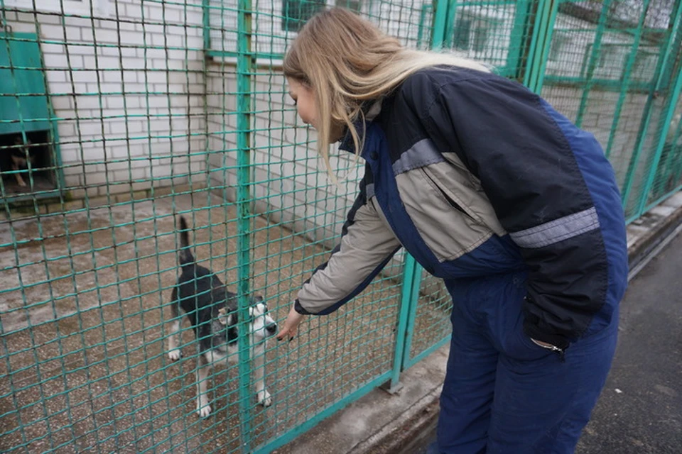 Все питомцы приюта очень ждут друга.